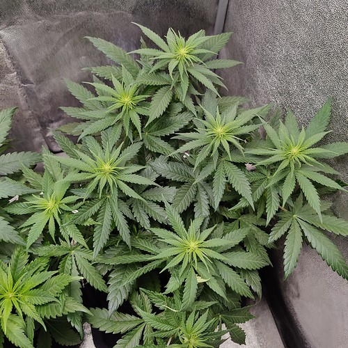 Growreport Bild 14