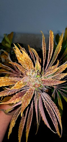 Growreport Bild 35