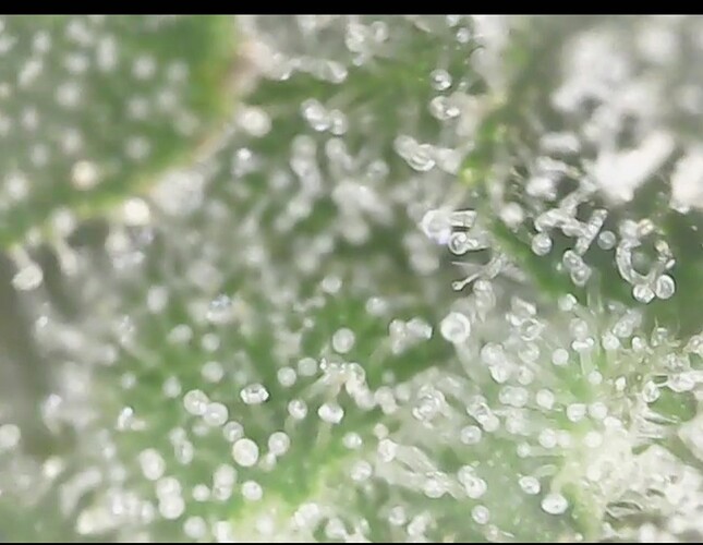 Screenshot_20220906-201456_Gallery