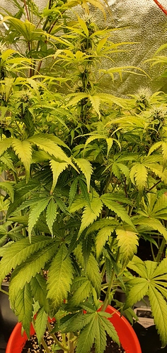 Growreport Bild 6