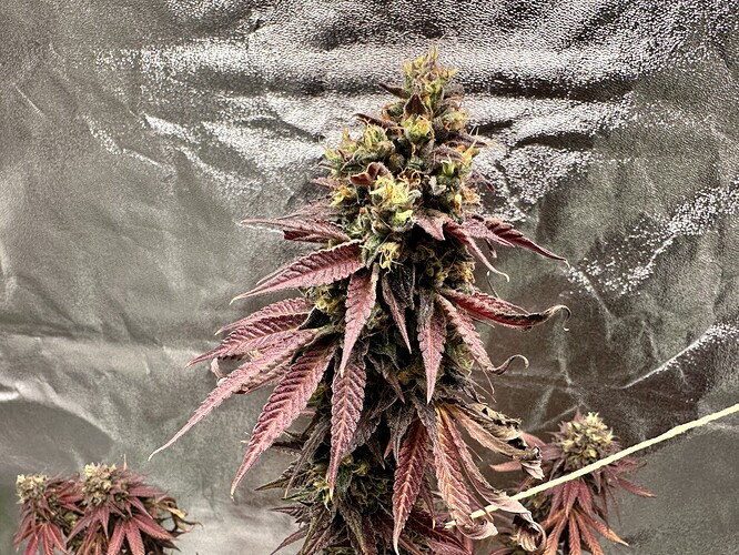 Growreport Bild 3