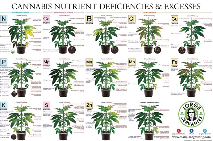 weed-nutrients