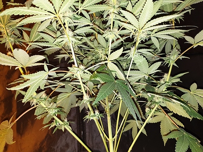 Growreport Bild 40