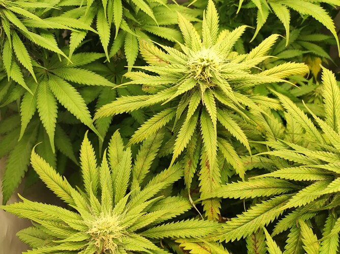 Growreport Bild 3