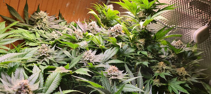 Mehrere blühende Cannabispflanzen mit lila und grünen Blättern und sichtbaren Blütenständen.