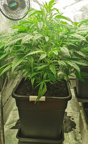 Growreport Bild 48