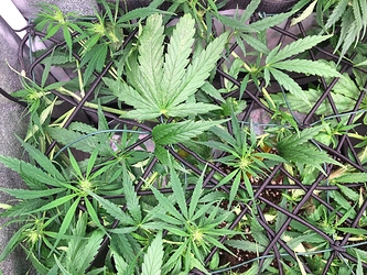 Growreport Bild 3