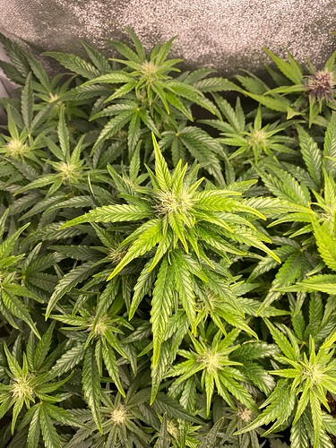 Growreport Bild 7