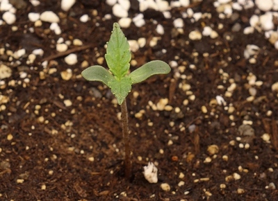 Growreport Bild 19