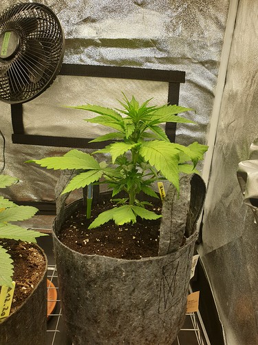 Growreport Bild 5