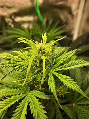 Growreport Bild 4
