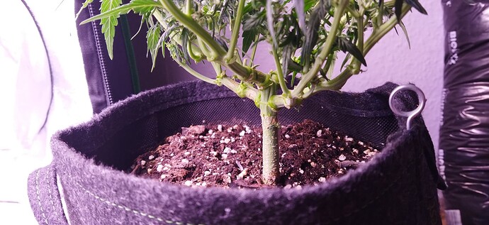Growreport Bild 65