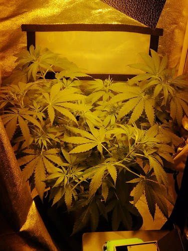 Growreport Bild 5
