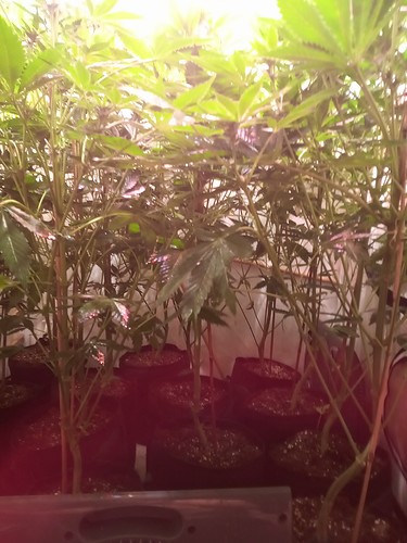 Growreport Bild 38