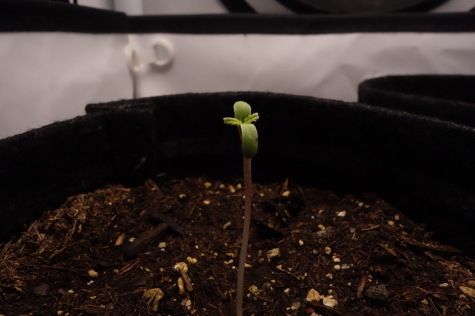Growreport Bild 1