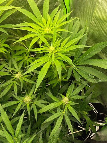Growreport Bild 5