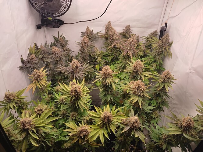 Growreport Bild 3