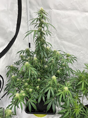 Growreport Bild 33