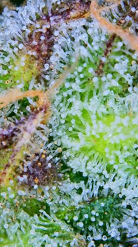 Growreport Bild 14