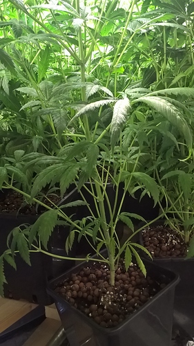 Growreport Bild 1