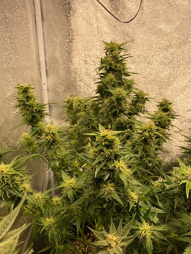 Growreport Bild 19