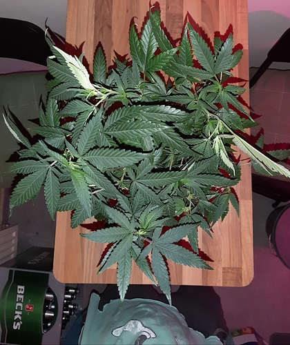 Growreport Bild 28