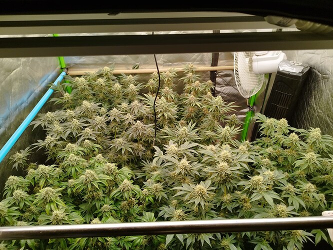 Growreport Bild 1