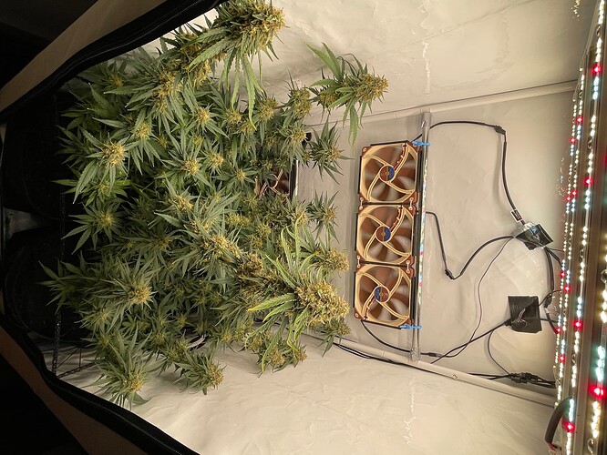 Growreport Bild 6