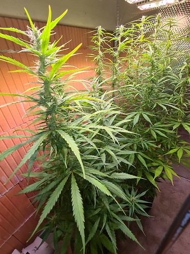 Growreport Bild 11
