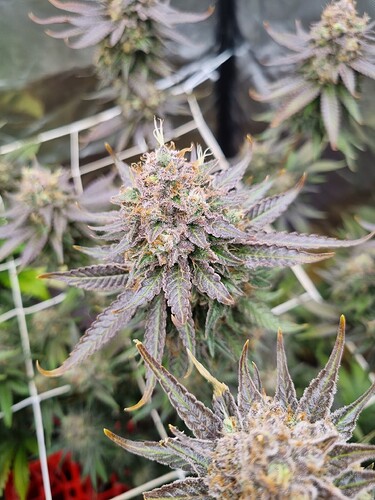 Growreport Bild 24