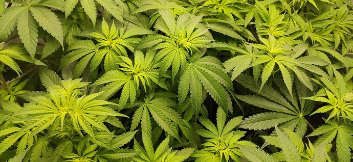 Growreport Bild 3