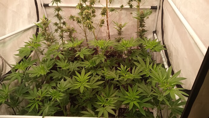 Growreport Bild 3