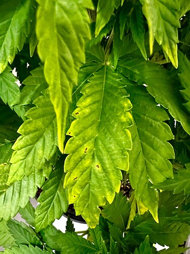 Growreport Bild 6
