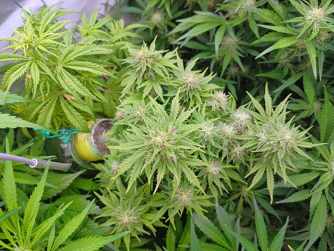 Growreport Bild 64