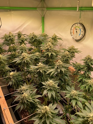 Growreport Bild 4