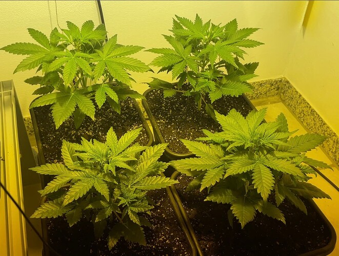 Growreport Bild 6
