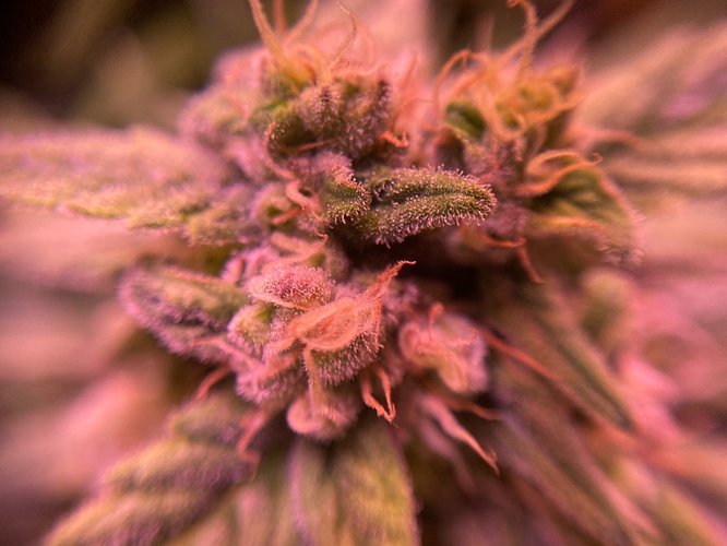 Growreport Bild 7