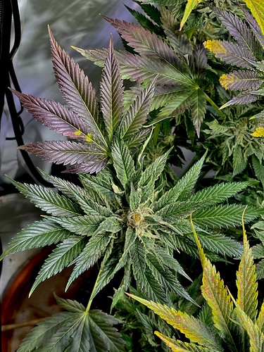 Growreport Bild 20