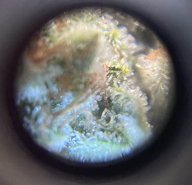 Growreport Bild 7