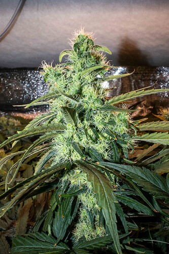 Growreport Bild 8