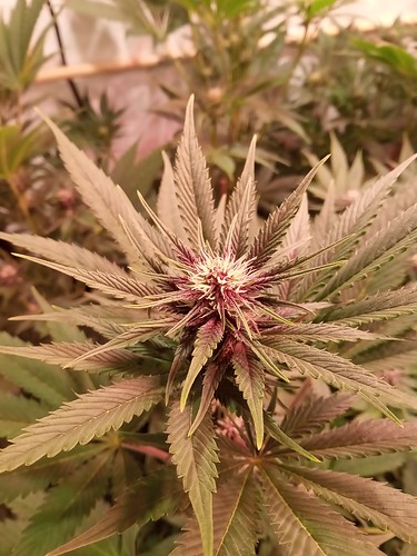 Growreport Bild 56