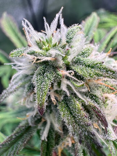 Growreport Bild 11