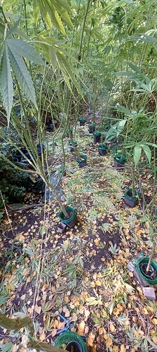 Growreport Bild 2