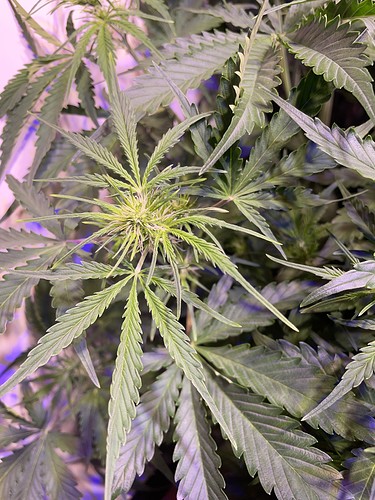 Growreport Bild 3