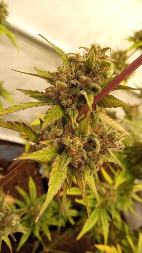 Growreport Bild 27