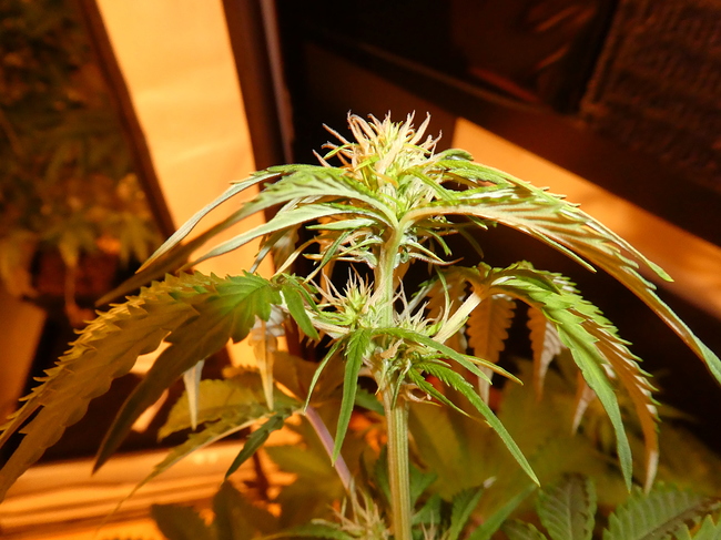 Growreport Bild 7