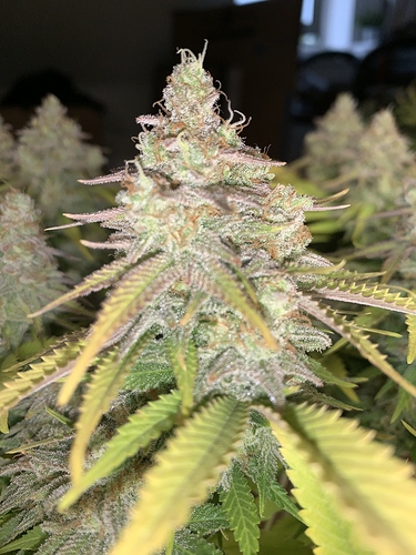 Growreport Bild 3