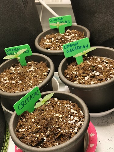 Growreport Bild 2