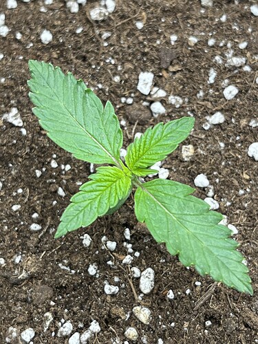 Growreport Bild 16