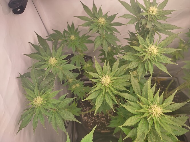 Growreport Bild 25